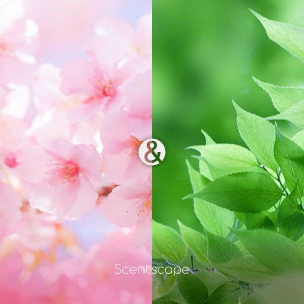 日本製 NIPPON KODO 日本香堂 Scentscape四季線香 櫻花＆嫩葉 (預購)