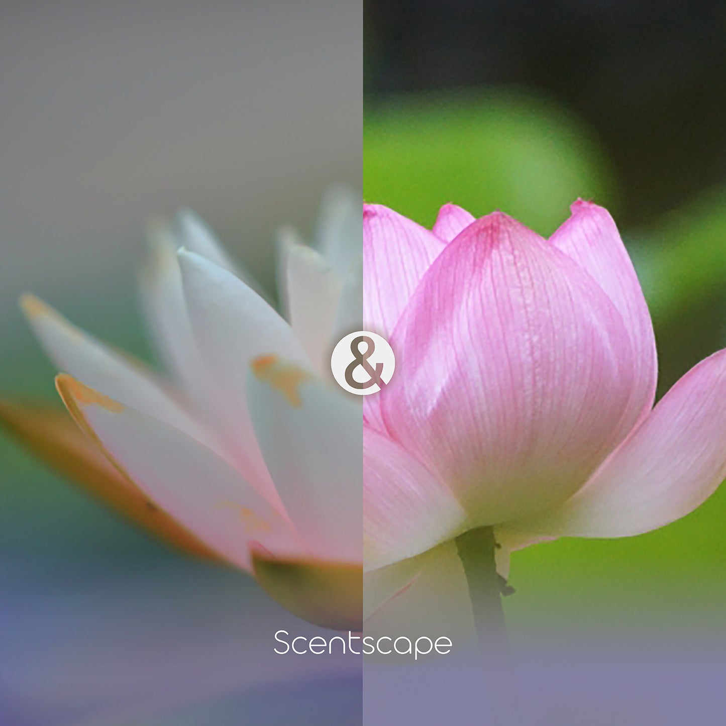 日本製 NIPPON KODO 日本香堂 Scentscape四季線香 蓮花&睡蓮 (預購)